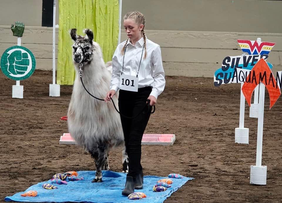Person walking a llama on a leash at an indoor event.