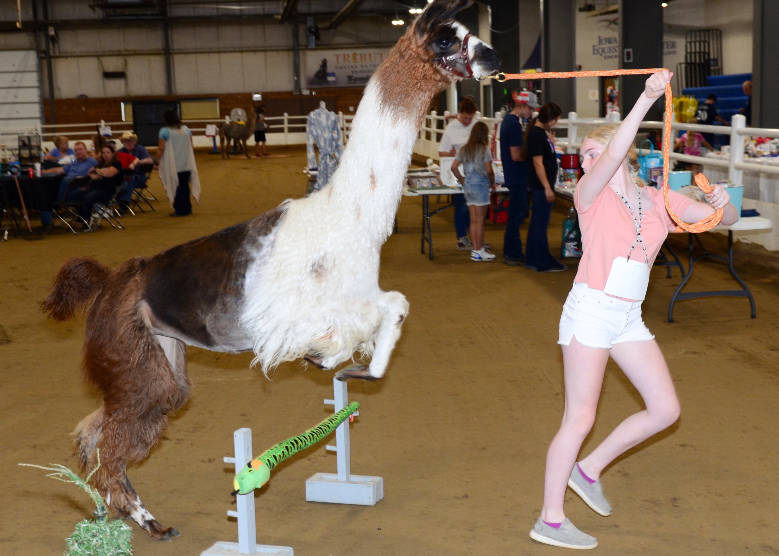 A llama jumping over an obstacle with a handler leading it.