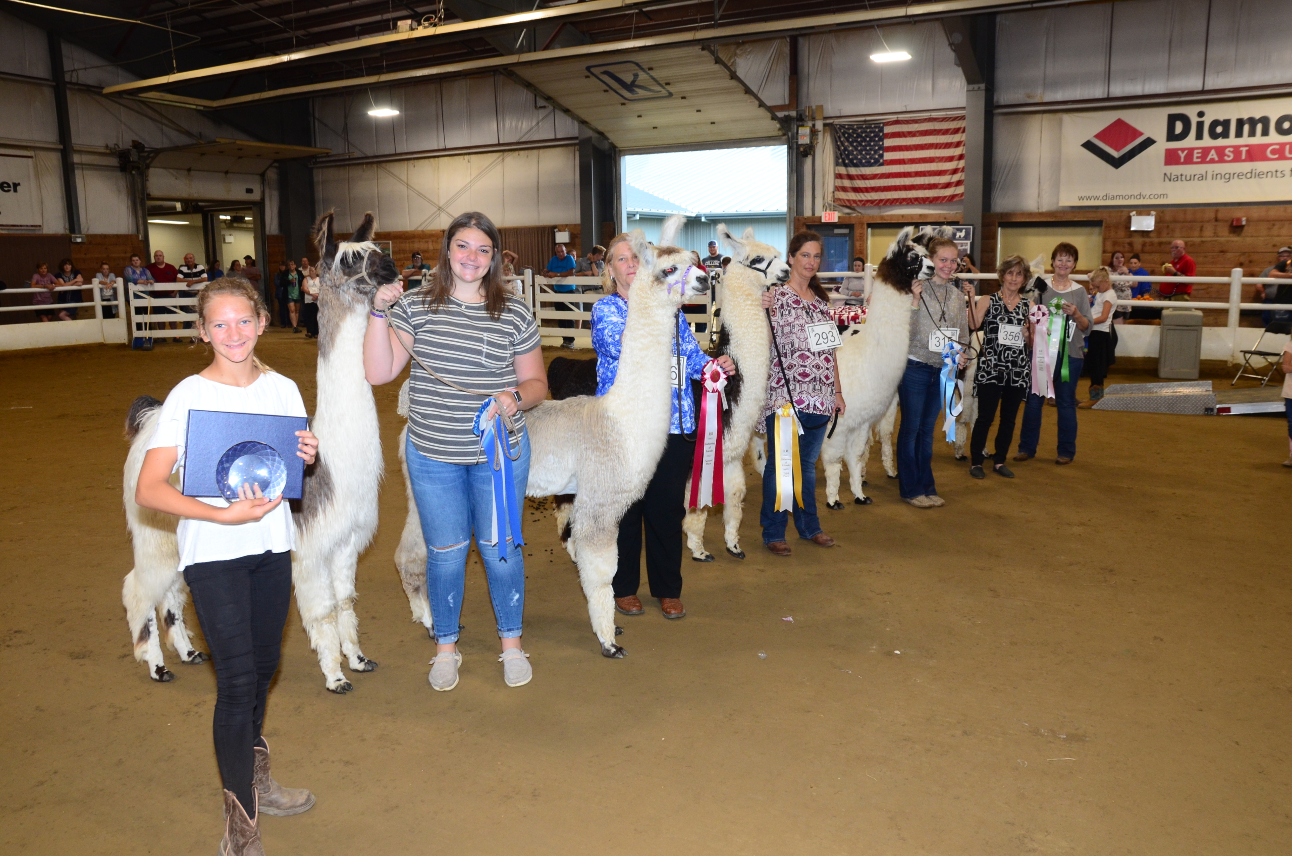 Group of people showing their alpacas in an indoor event.