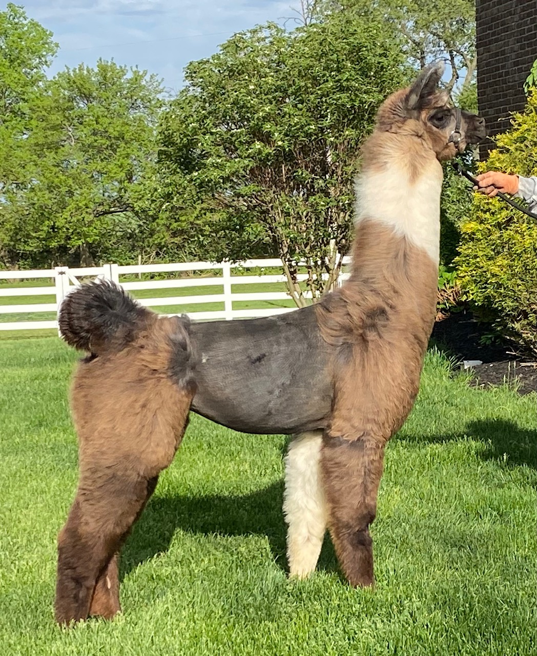 A fluffy llama standing on grass near a white fence and trees.