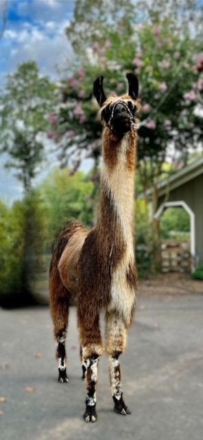 Close-up of a brown llama standing outdoors on a driveway.